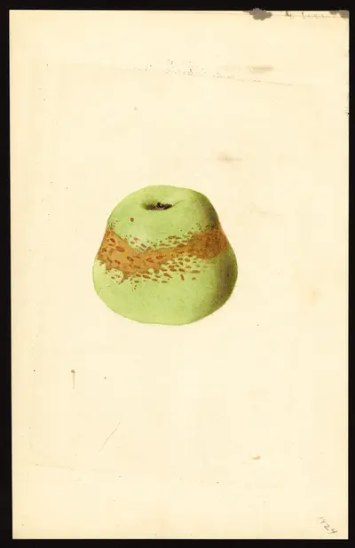 Watercolor of ASTRACHAN