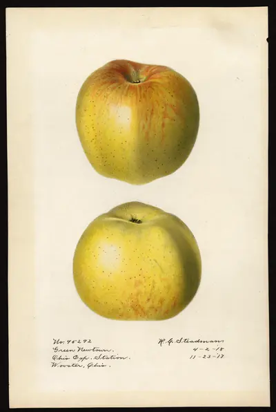 USDA watercolor illustration of Green Newtown