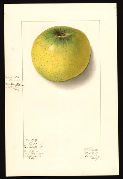 USDA watercolor illustration of Newtown Pippin