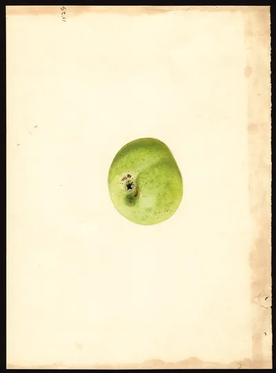 USDA watercolor illustration of Duchess of Oldenburg