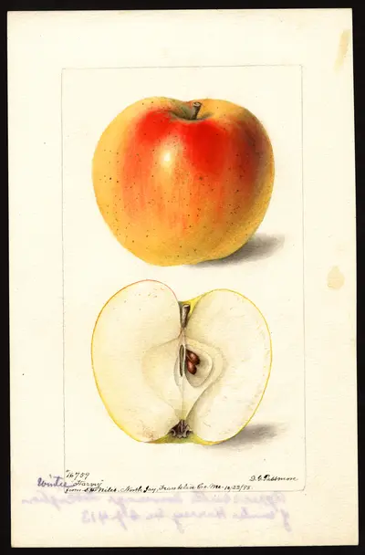 Watercolor of Winter Harvey