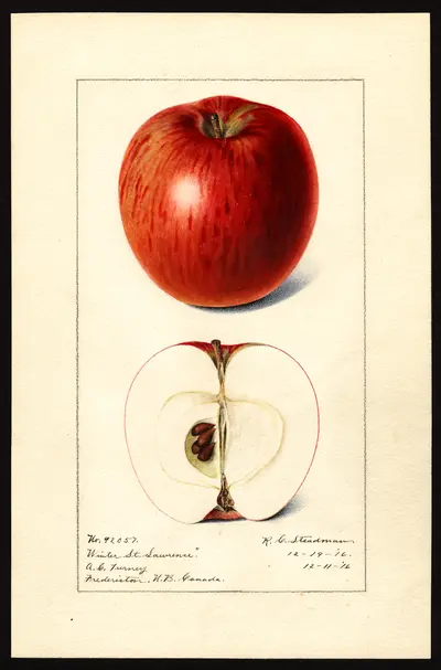 Watercolor of Winter St. Lawrence