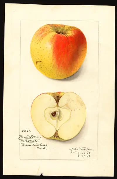 USDA watercolor illustration of Winter Harvey