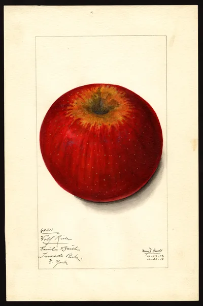 USDA watercolor illustration of Wolf River