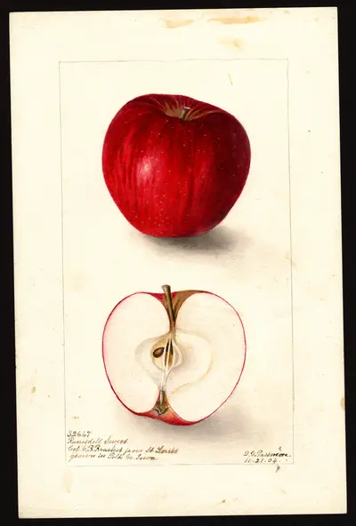 Watercolor of Ramsdell Sweet