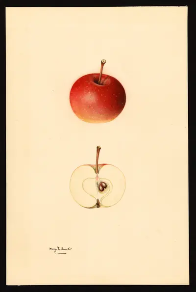 Watercolor of Kentucky Red