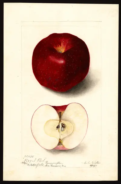 Watercolor of Royal Red