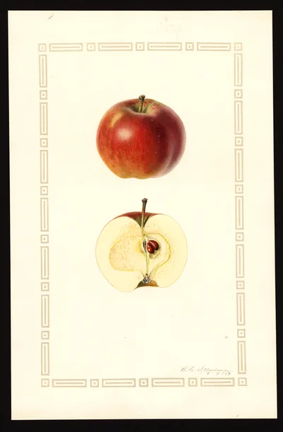 USDA watercolor illustration of Ruby