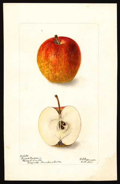 Watercolor of Russet Pearmain