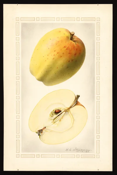 USDA watercolor illustration of Yellow Bellflower