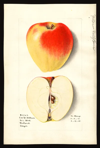 USDA watercolor illustration of Yellow Bellflower