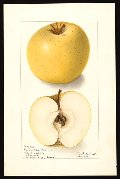 Watercolor of Graham's Royal Jubilee