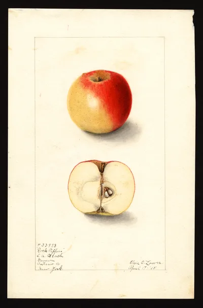 Watercolor of Rock Pippin