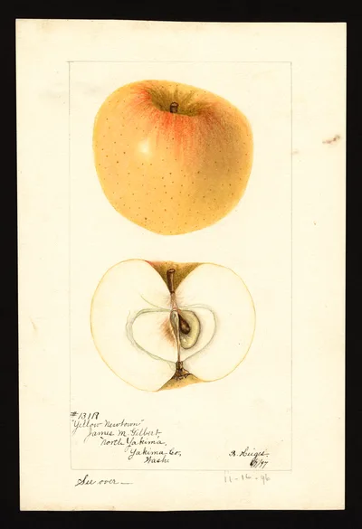 USDA watercolor illustration of Yellow Newtown