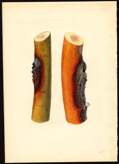 USDA watercolor illustration of Jonathan
