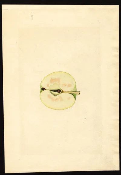 USDA watercolor illustration of McIntosh