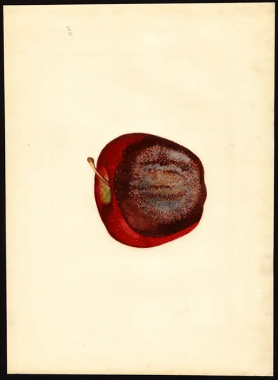 USDA watercolor illustration of DELICIOUS