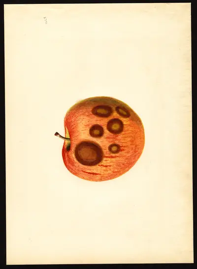 USDA watercolor illustration of Rome