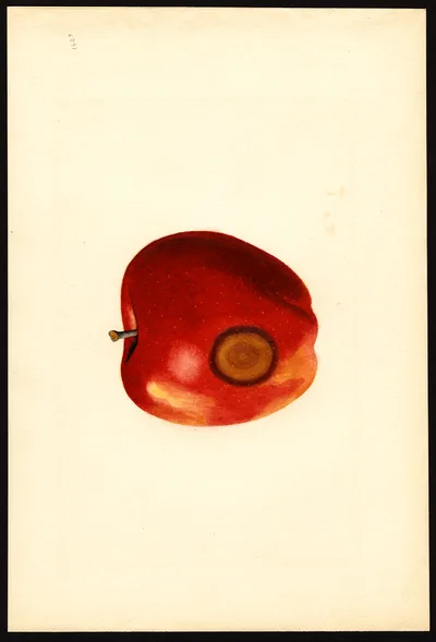 USDA watercolor illustration of DELICIOUS