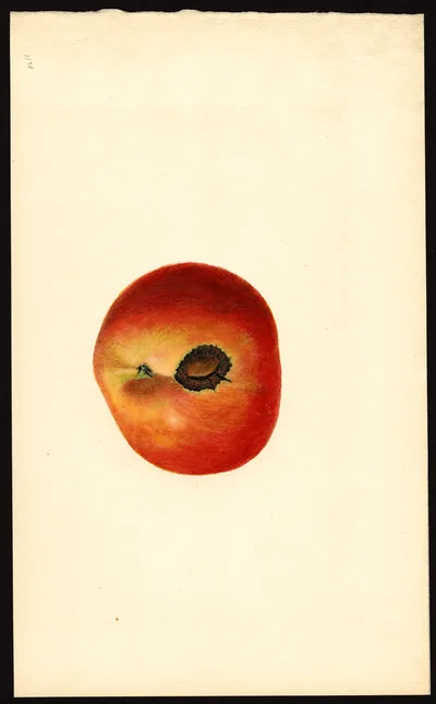 USDA watercolor illustration of Winesap
