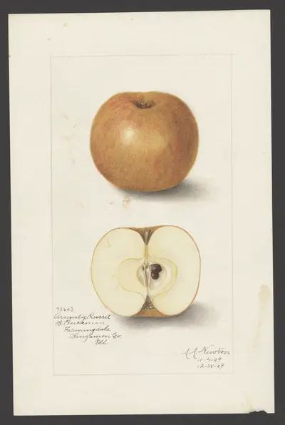 Watercolor of Aromatic Russet