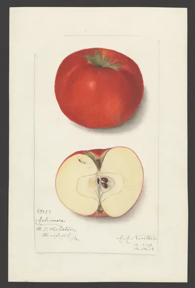 Watercolor of Ashmore