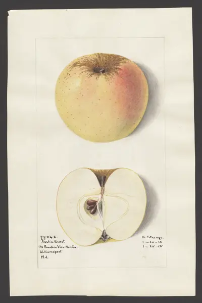 Watercolor of Austin Sweet