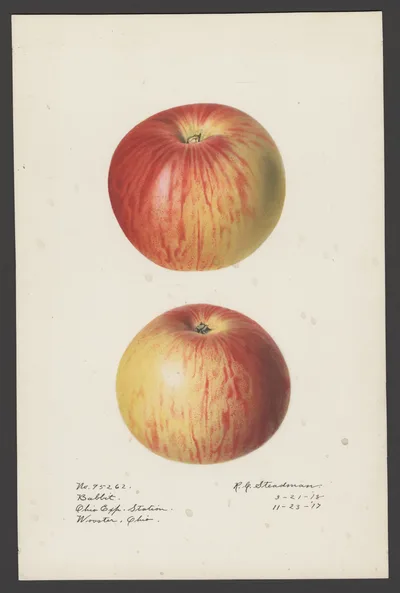 USDA watercolor illustration of Babbitt