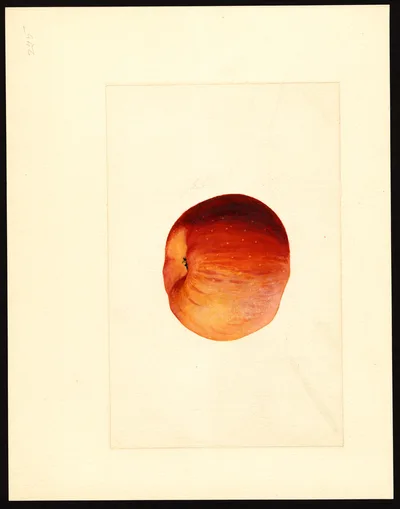 USDA watercolor illustration of York