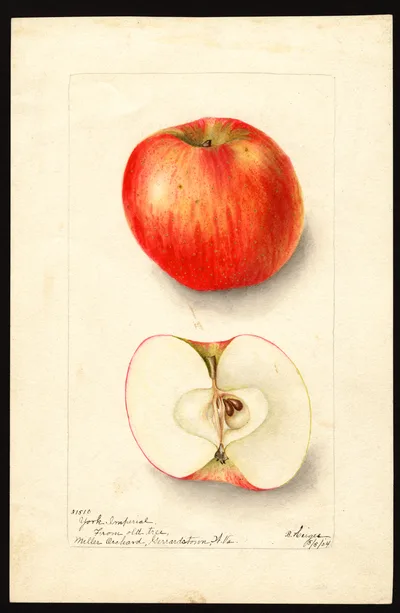 Watercolor of York Imperial