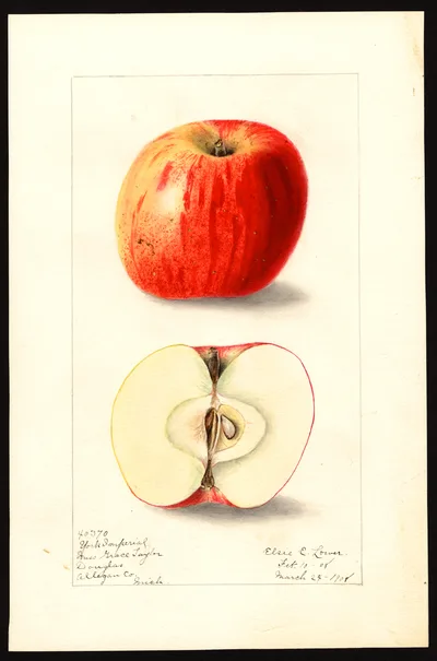 USDA watercolor illustration of York Imperial