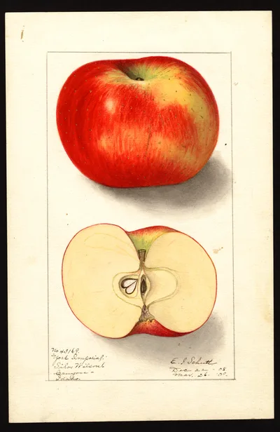 USDA watercolor illustration of York Imperial