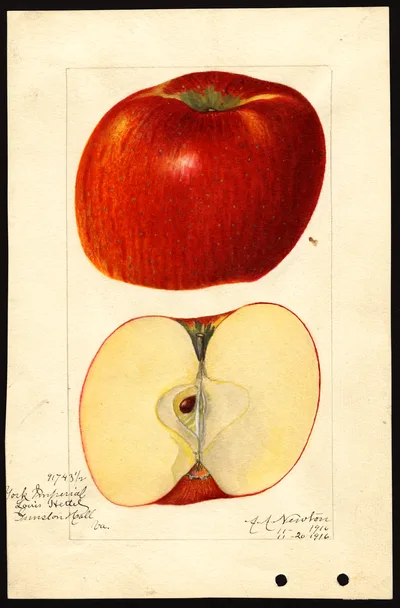 USDA watercolor illustration of York Imperial