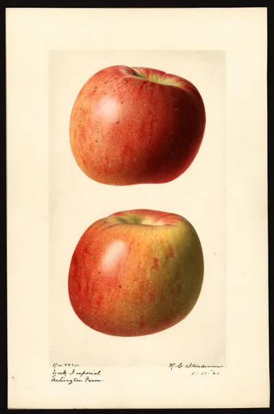 USDA watercolor illustration of York Imperial