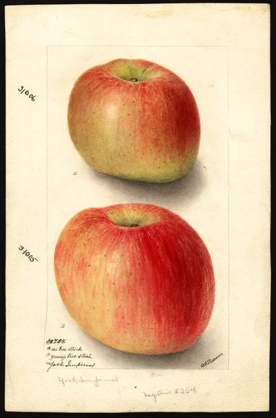 USDA watercolor illustration of York Imperial