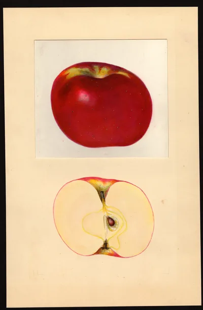 USDA watercolor illustration of York Imperial