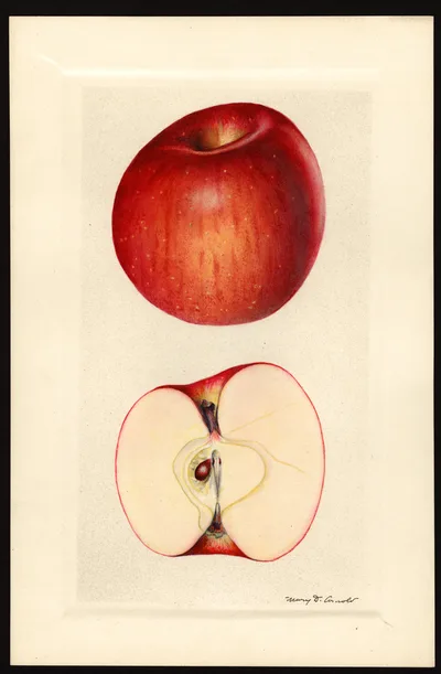 USDA watercolor illustration of York Imperial