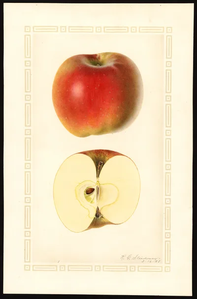 USDA watercolor illustration of York Imperial