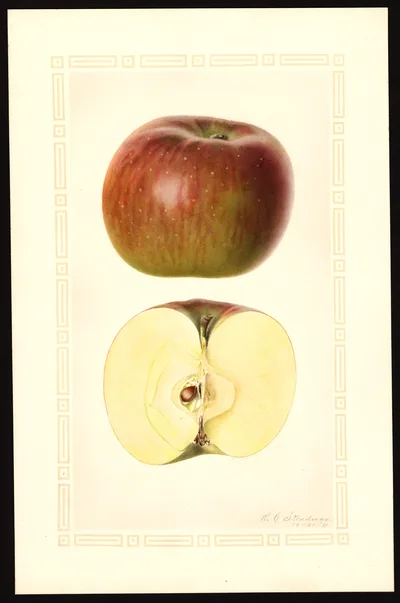 USDA watercolor illustration of York Imperial