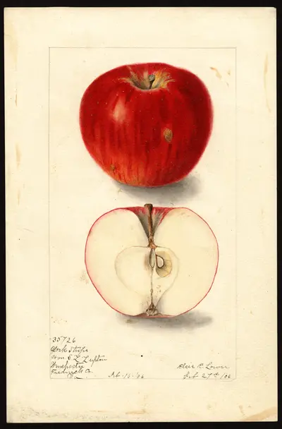 Watercolor of York Stripe