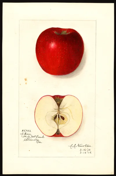 USDA watercolor illustration of Akin