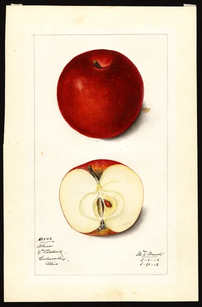 USDA watercolor illustration of Akin