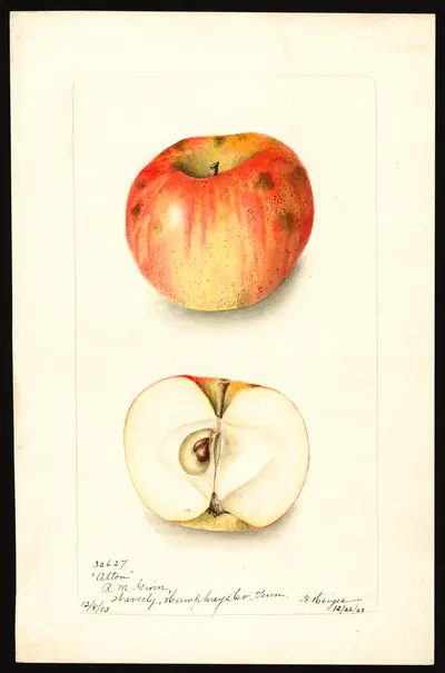 Watercolor of Alton