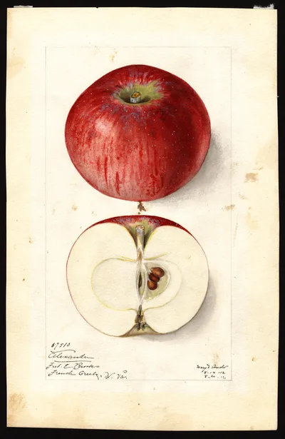 Watercolor of Alexander