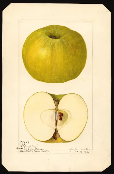 USDA watercolor illustration of Alfriston