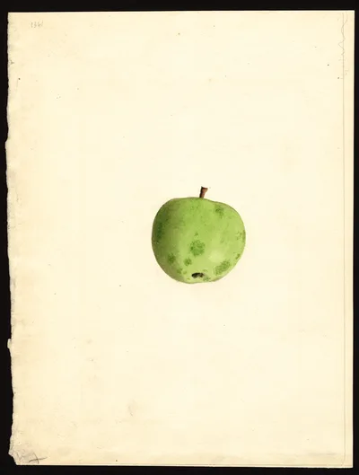 USDA watercolor illustration of Duchess of Oldenburg