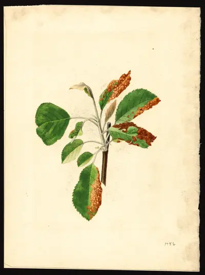 USDA watercolor illustration of Grimes Golden