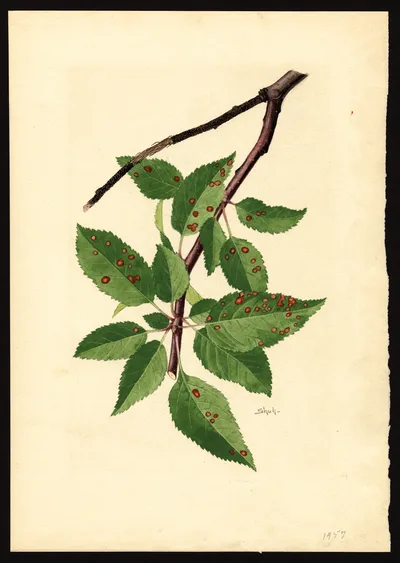 USDA watercolor illustration of DELICIOUS
