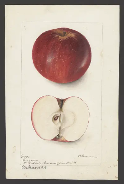 USDA watercolor illustration of Arkansas