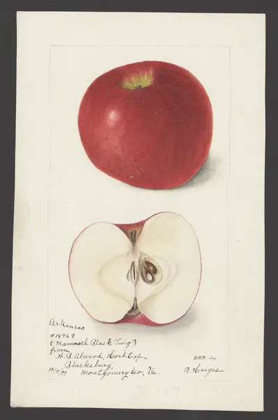 USDA watercolor illustration of Arkansas